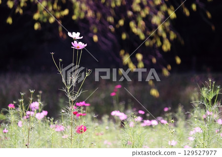 Landscape with cosmos flower Landscape with cosmos flower 129527977