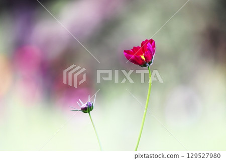 與波斯菊花的風景 與波斯菊花的風景 129527980
