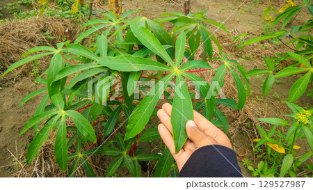 holding cassava leaves in the field. Southeast asia Agriculture and rural farming concept holding cassava leaves in the field. Southeast asia Agriculture and rural farming concept 129527987
