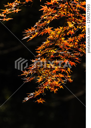 國立武藏山森林公園的秋葉 129527993