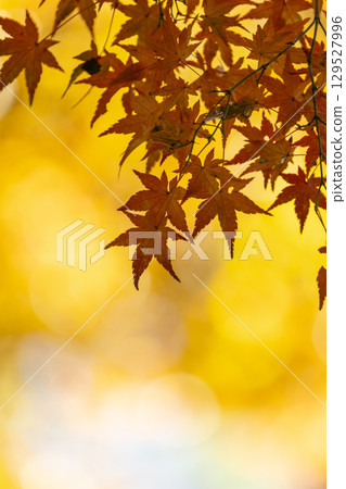 Autumn leaves of National Musashi Hills Forest Park Autumn leaves of National Musashi Hills Forest Park 129527996