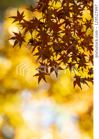 Autumn leaves of National Musashi Hills Forest Park Autumn leaves of National Musashi Hills Forest Park 129527997
