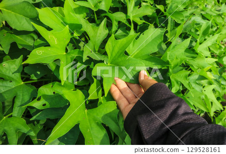 Hand holding sweet potato leaves at southeast asia farm. Agriculture and plant care concept 129528161