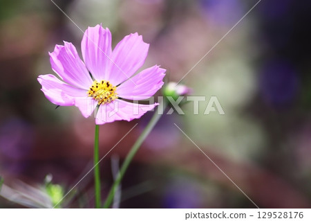 與波斯菊花的風景 與波斯菊花的風景 129528176