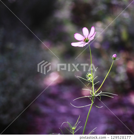 Landscape with cosmos flower Landscape with cosmos flower 129528177