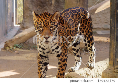 行走的美洲虎 129528179