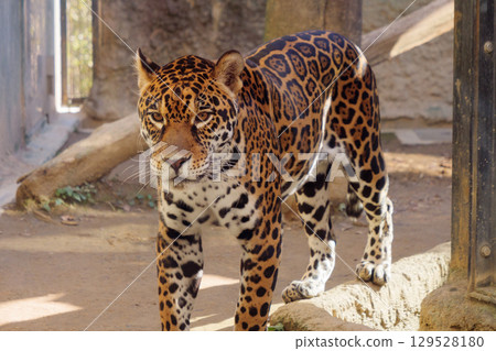 行走的美洲虎 129528180