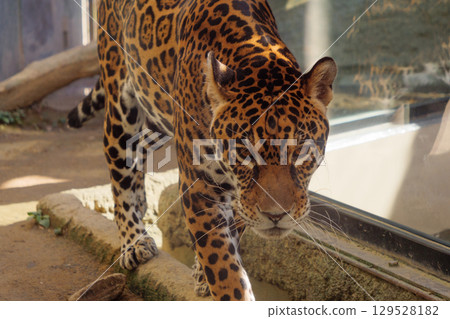 The approaching Jaguar 129528182