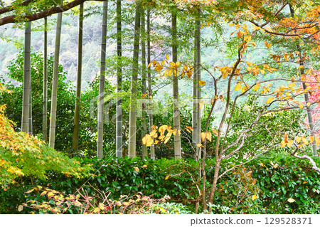 Ohara Hosen-in Temple, Bankan-en Garden (Sakyo Ward, Kyoto City, Kyoto Prefecture) 129528371