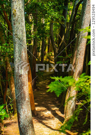 [Kyoto Scenery] Taizoin Temple: Two elegant gardens: dry landscape garden and pond-style garden 129528494