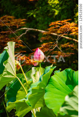 [Kyoto Scenery] Taizoin Temple: Two elegant gardens: dry landscape garden and pond-style garden 129528500