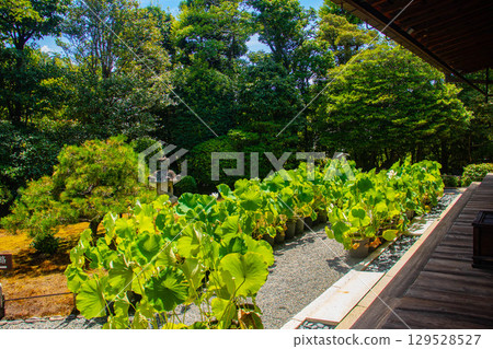 [Kyoto Scenery] Taizoin Temple: Two elegant gardens: dry landscape garden and pond-style garden 129528527