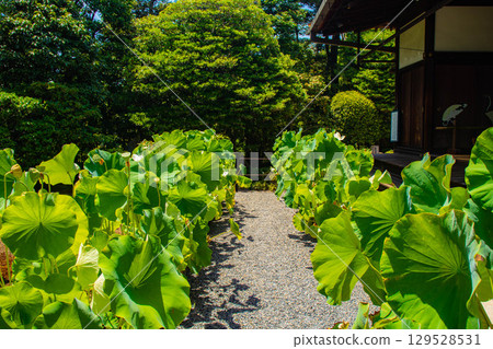 [Kyoto Scenery] Taizoin Temple: Two elegant gardens: dry landscape garden and pond-style garden 129528531