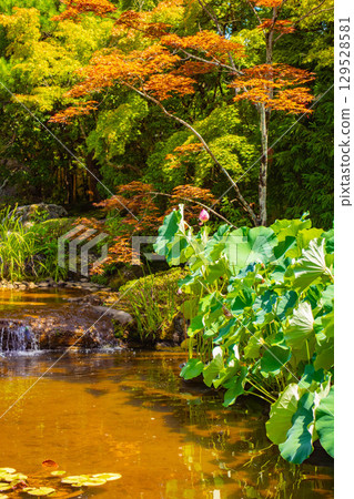 [Kyoto Scenery] Taizoin Temple: Two elegant gardens: dry landscape garden and pond-style garden 129528581