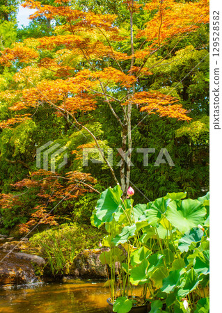 [Kyoto Scenery] Taizoin Temple: Two elegant gardens: dry landscape garden and pond-style garden 129528582