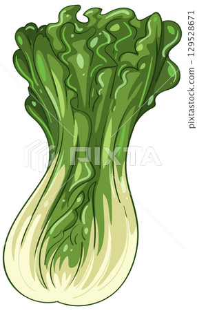 Vibrant Vector Illustration of Fresh Napa Cabbage Vibrant Vector Illustration of Fresh Napa Cabbage 129528671