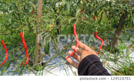 Woman holding red Curly chili peppers in southeast asia field. Agriculture and rural farming concept. 129528781