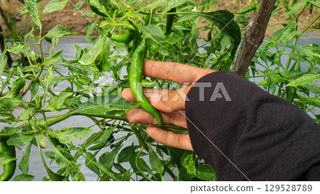 Hands holding green chili peppers in the field, southeast asia Agriculture and plant care concept Hands holding green chili peppers in the field, southeast asia Agriculture and plant care concept 129528789