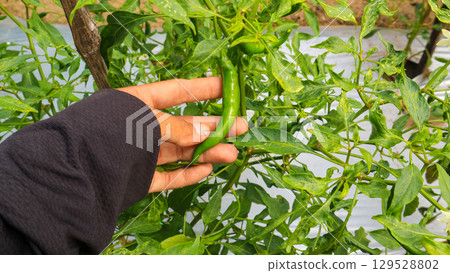 Woman holding green chili peppers in southeast asia field. Agriculture and rural farming concept. 129528802