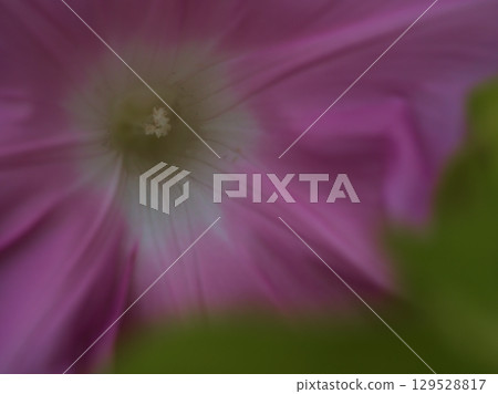 Beautiful pink morning glory flowers blooming in August Beautiful pink morning glory flowers blooming in August 129528817