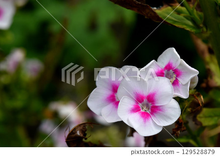 宿根福祿考 129528879