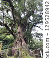 The door of the Great Camphor Tree in Gamō 129528942