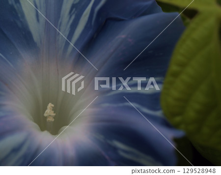 八月盛開的美麗藍色牽牛花 八月盛開的美麗藍色牽牛花 129528948