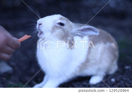 Aamuno, Aa's time rabbit Aamuno, Aa's time rabbit 129528964