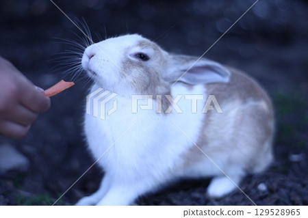 Aamuno，muno 時間的兔子 129528965