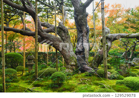 Ohara Hosen-in Temple Goyomatsu (Five-needle pine) Sakyo Ward, Kyoto City, Kyoto Prefecture 129529078