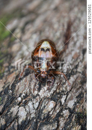 蟬的羽化 / 蟬羽化的開始，蟬幼蟲 - 正面 129529081