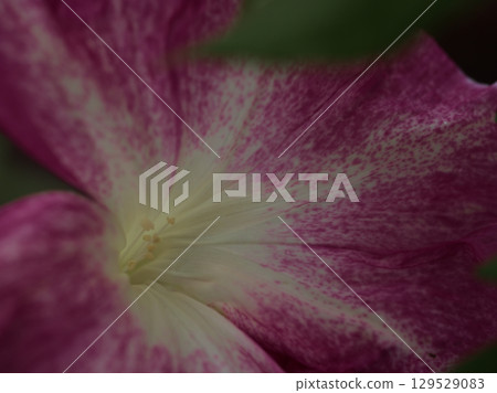 Beautiful pink morning glory flowers blooming in August Beautiful pink morning glory flowers blooming in August 129529083