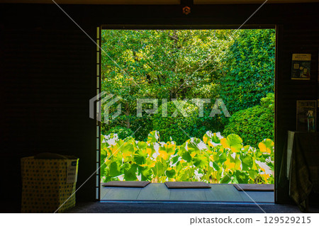 [Kyoto Scenery] Taizoin Temple: Two elegant gardens: dry landscape garden and pond-style garden 129529215