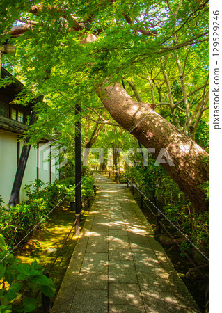 [Kyoto Scenery] Taizoin Temple: Two elegant gardens: dry landscape garden and pond-style garden 129529246