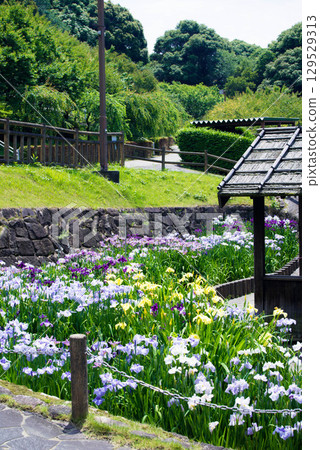 赤塚山公園菖蒲節 129529313