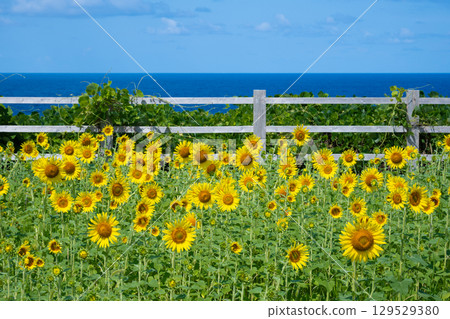 Sado Island Seaside Sunflower Fields Sado Island Seaside Sunflower Fields 129529380