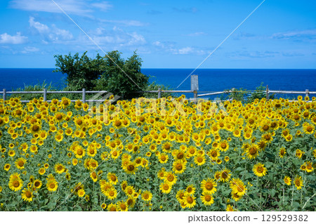 Sado Island Seaside Sunflower Fields Sado Island Seaside Sunflower Fields 129529382
