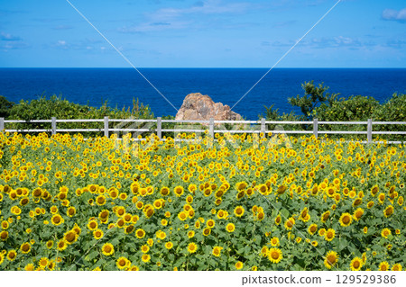 Sado Island Seaside Sunflower Fields 129529386