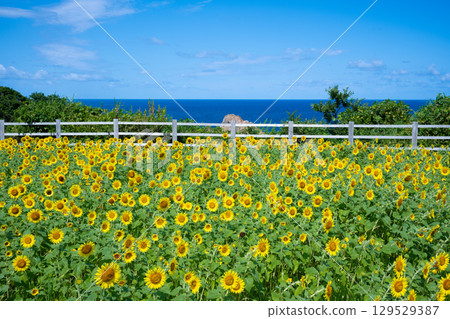 Sado Island Seaside Sunflower Fields Sado Island Seaside Sunflower Fields 129529387