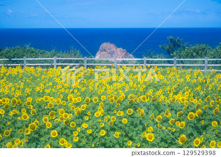 Sado Island Seaside Sunflower Fields Sado Island Seaside Sunflower Fields 129529398