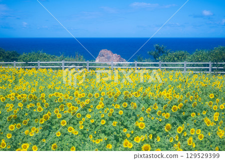 Sado Island Seaside Sunflower Fields Sado Island Seaside Sunflower Fields 129529399