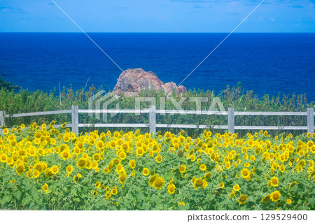 Sado Island Seaside Sunflower Fields 129529400