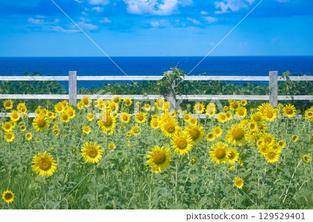 Sado Island Seaside Sunflower Fields 129529401