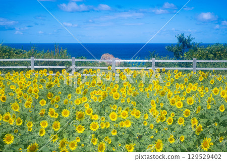 Sado Island Seaside Sunflower Fields 129529402