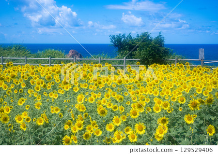佐渡島海邊向日葵田 129529406