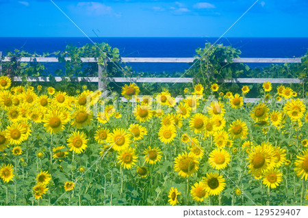 佐渡島海邊向日葵田 129529407