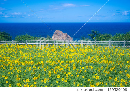 佐渡島海邊向日葵田 129529408