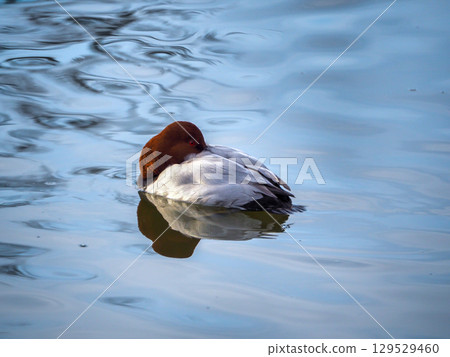 一隻紅頭潛鴨在水面上休息 一隻紅頭潛鴨在水面上休息 129529460