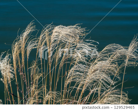 Withered silver grass swaying in the wind 129529465
