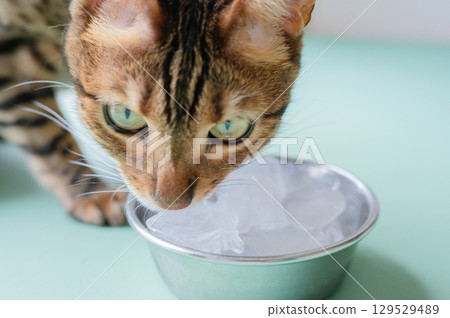 Bengal cat licking ice Bengal cat licking ice 129529489